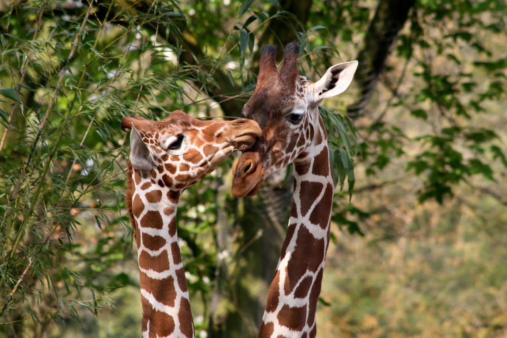 Amsterdam: ARTIS Amsterdam Royal Zoo Entry Ticket