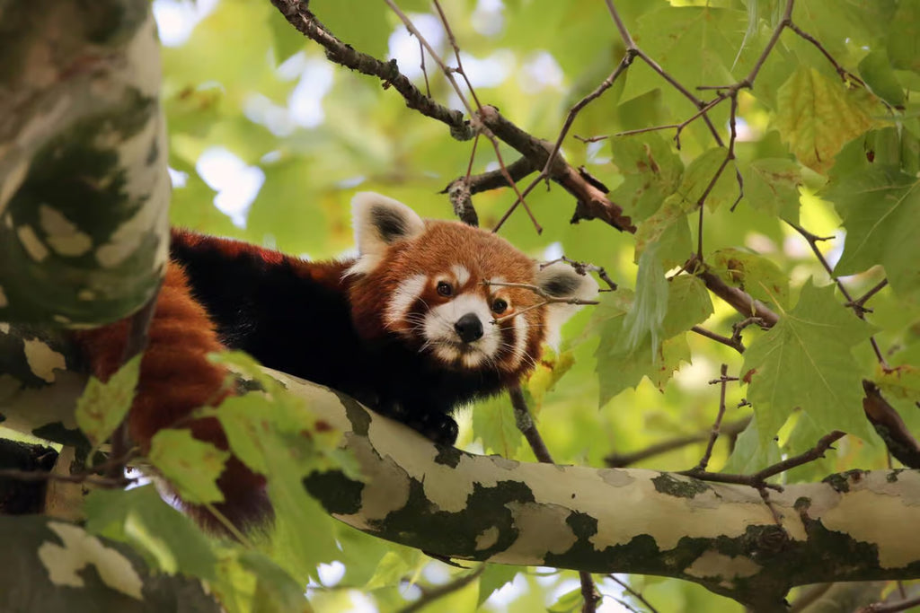 Amsterdam: ARTIS Amsterdam Royal Zoo Entry Ticket