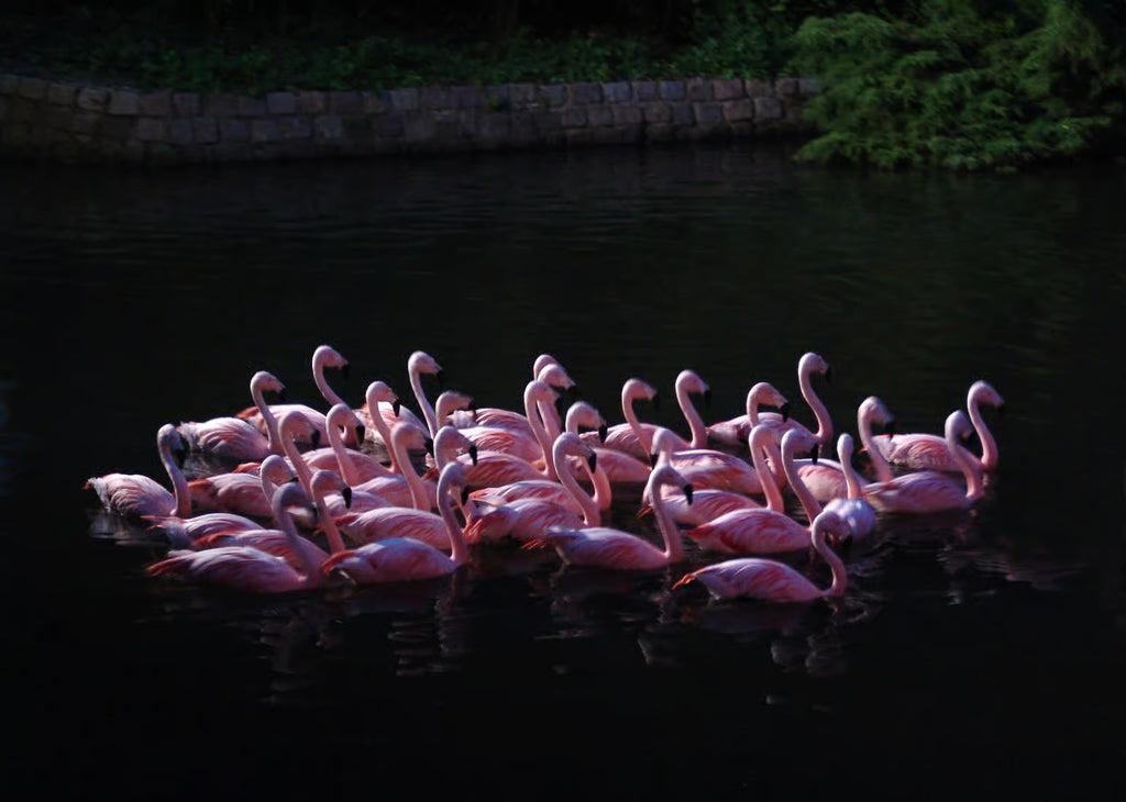 Amsterdam: ARTIS Amsterdam Royal Zoo Entry Ticket