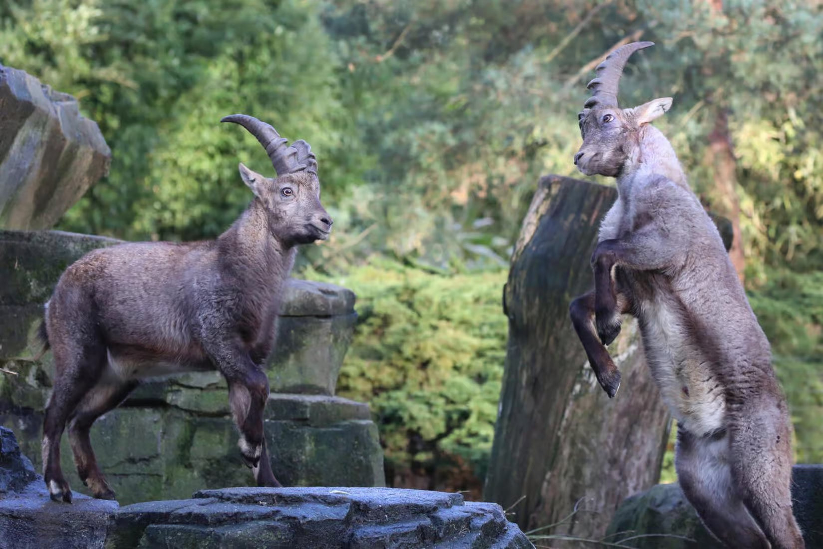 Amsterdam: ARTIS Amsterdam Royal Zoo Entry Ticket